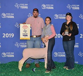 Champion Dorset ewe 2019 State Fair of Texas